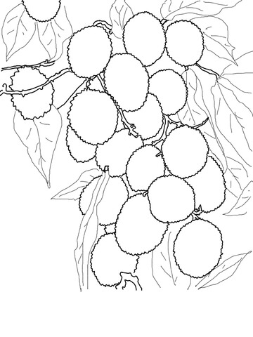 Lychees On Tree Coloring Page